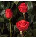 ΤΡΙΑΝΤΑΦΥΛΛΟ ΚΟΡΑΛΙ 50εκ. ROSEN  ECUADOR STAR 50cm